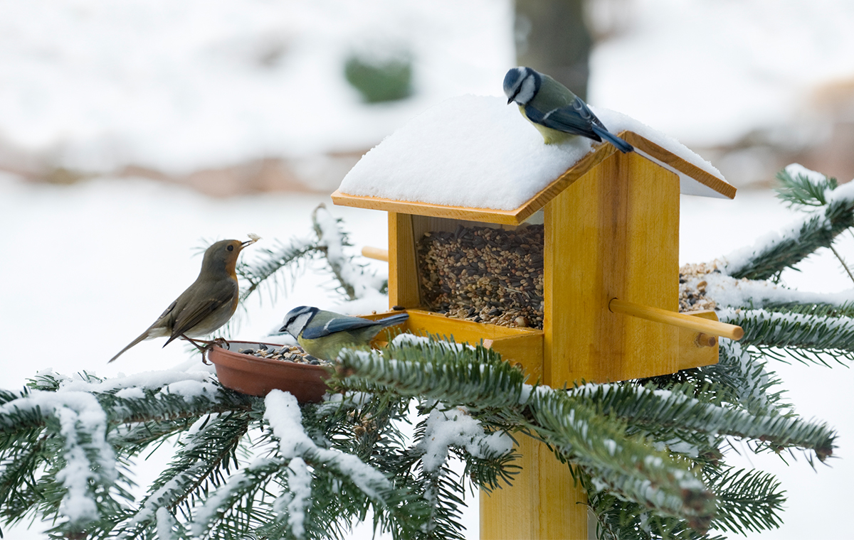Quand les températures chutent, les oiseaux ont parfois du mal à trouver de la nourriture. Suivez nos conseils pour les nourrir.