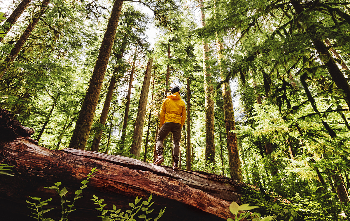 FSC : le label qui protège les forêts